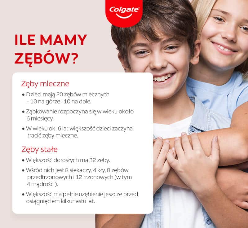 Ile mamy zębów? – infografika
